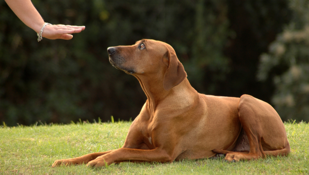 Training a Dog with a Disability